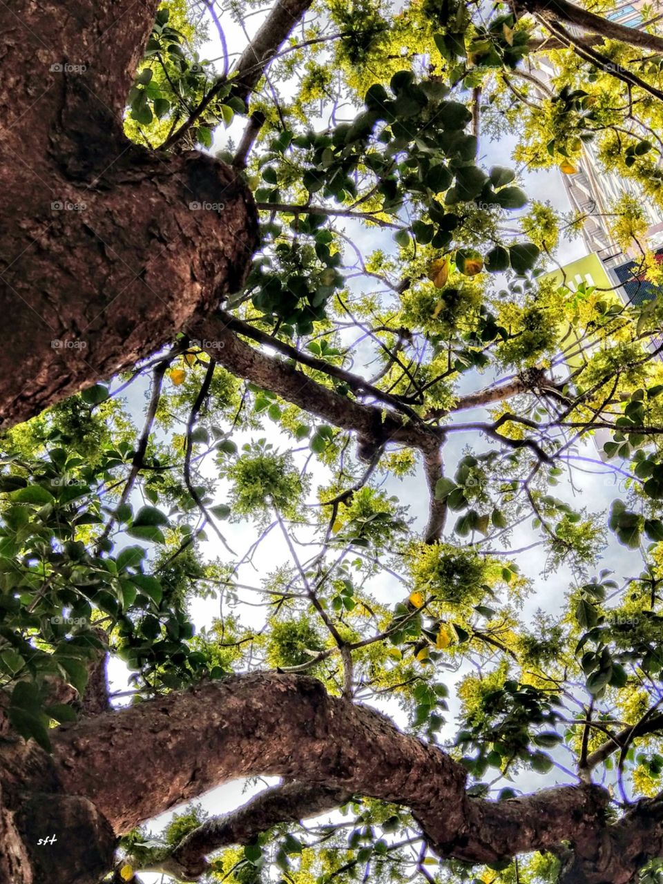 The trunk, branch & flower of Bischofia javanica Blume. 
a natural beauty of plant.