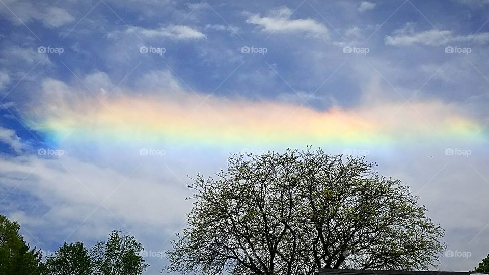 horizontal rainbow over a tree