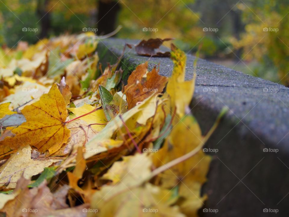 Autumn colors