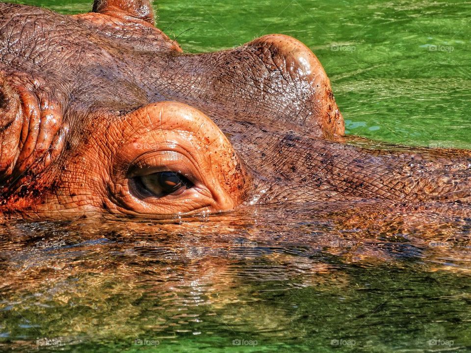 Hippo Lurking in the Water