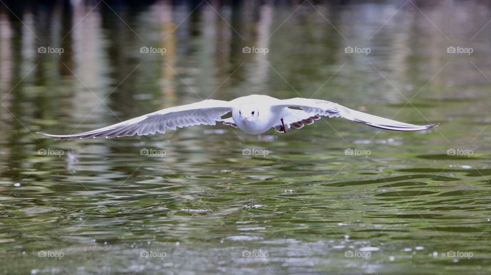 seagull in flight