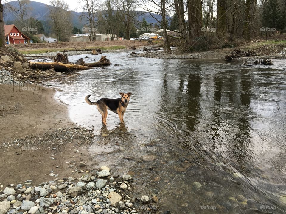 Ivy plays in the river in Issaquah, WA