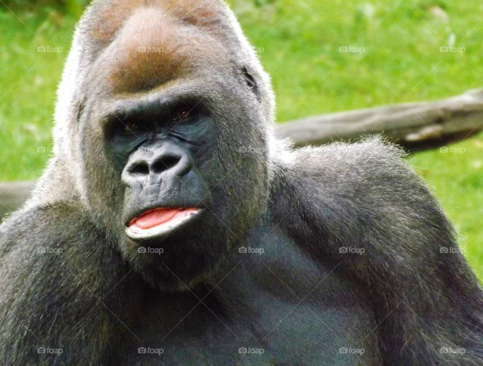 Silverback Lowland Gorilla with Pursed Lips. Gorillas are one of my favorite animals, so when I can get a photo like this one, it's such a thrill. This one resides at the Kansas City Zoo.