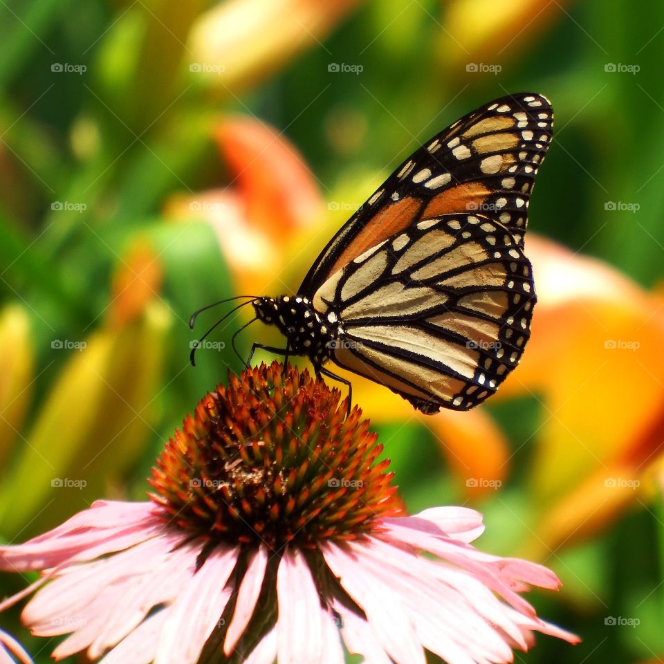 Butterfly flower 1. Captured this shot of a monarch butterfly on a flower.