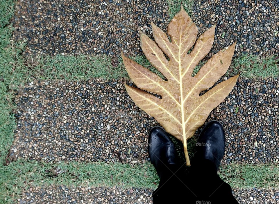 A leaf bigger than my feet