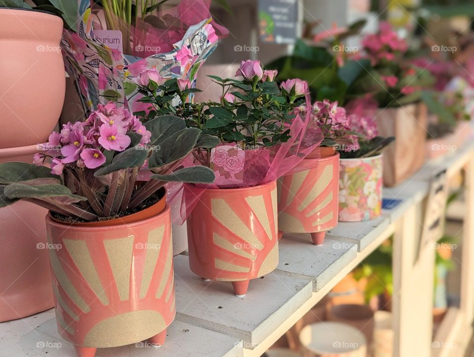 pink flower pots with pink sunrays and pretty pink flowers all lined up together, flower display, garden shop