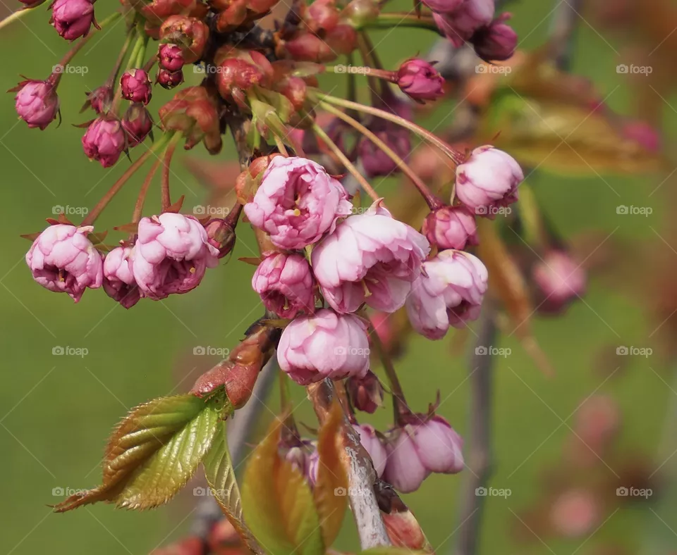 Bloom