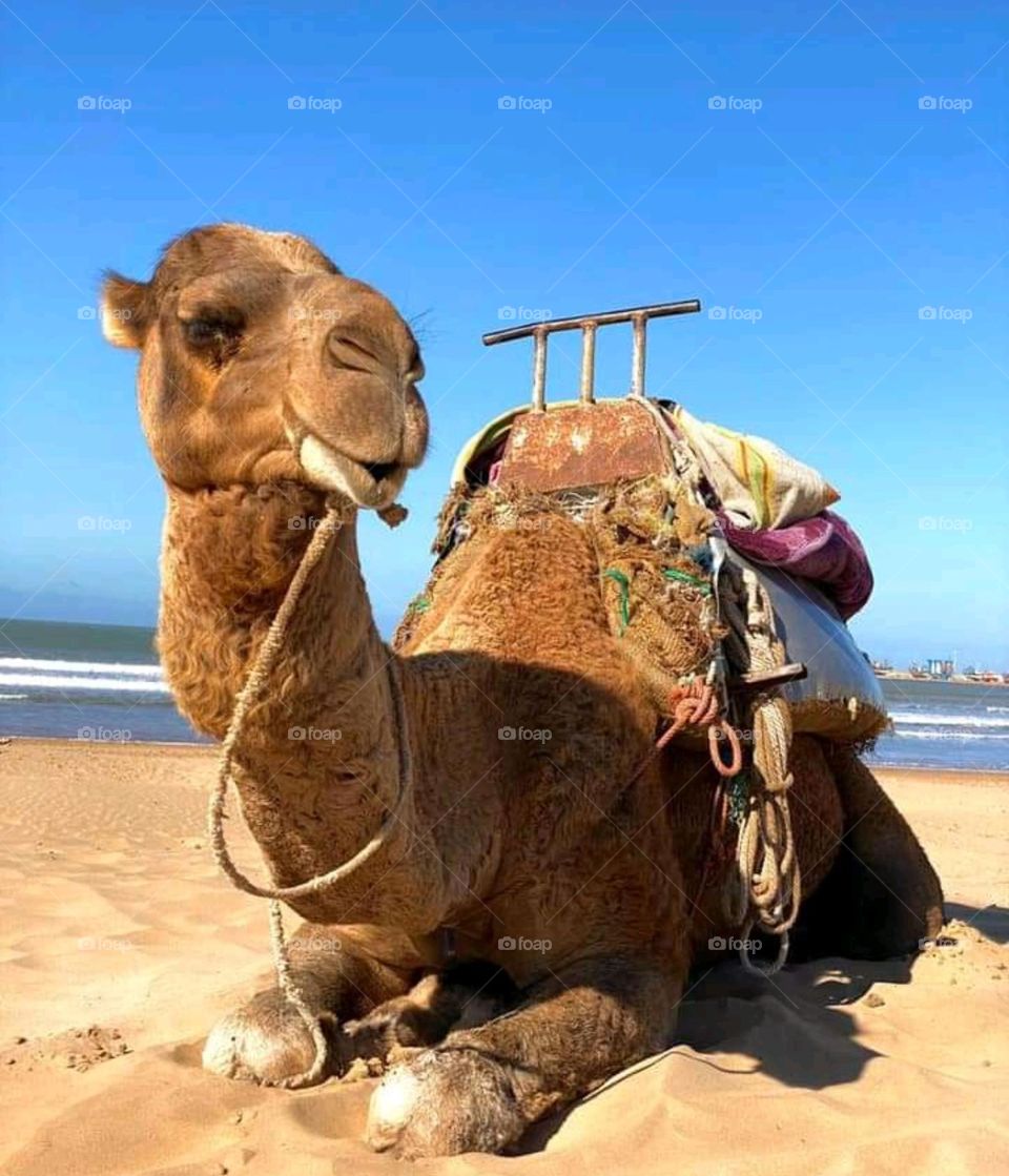alone camel , beautiful desert
