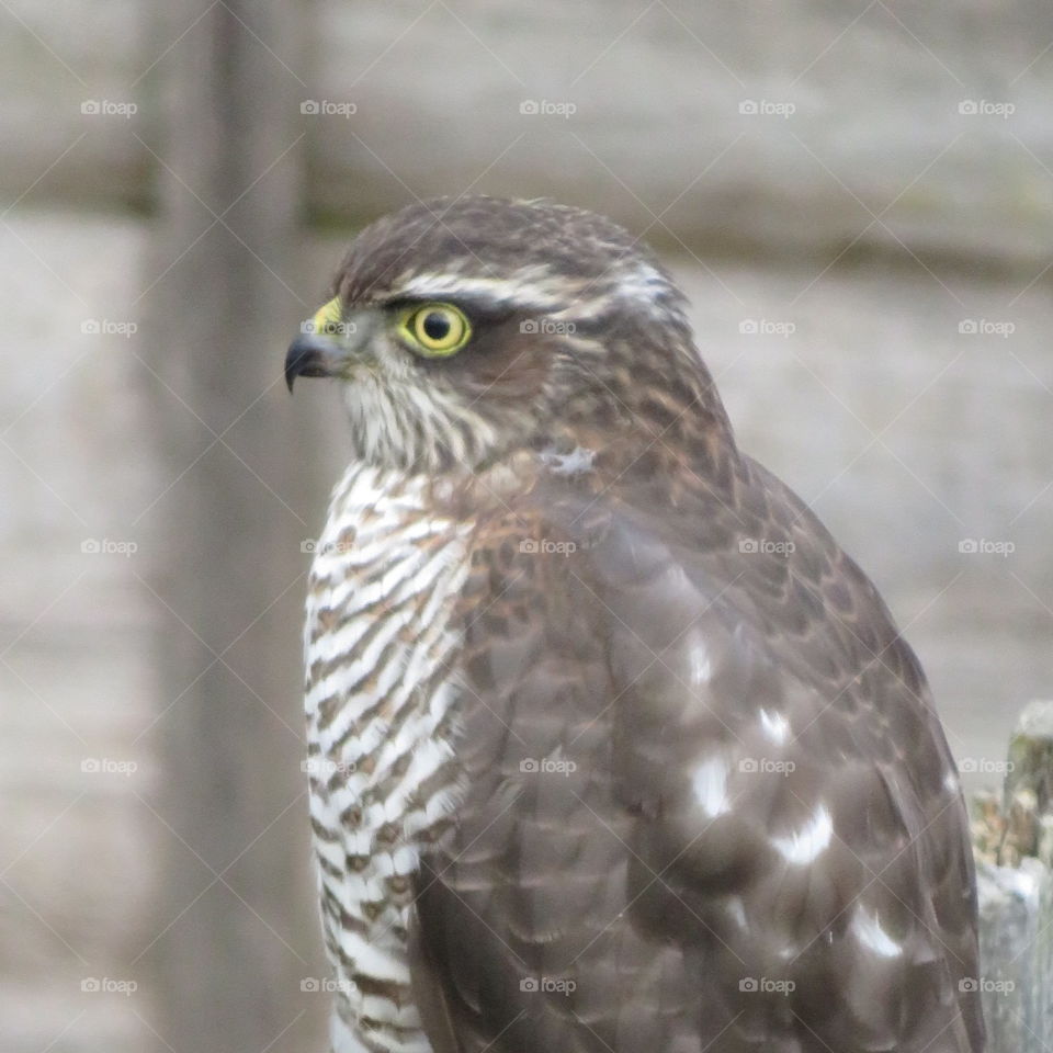 Sparrowhawk 