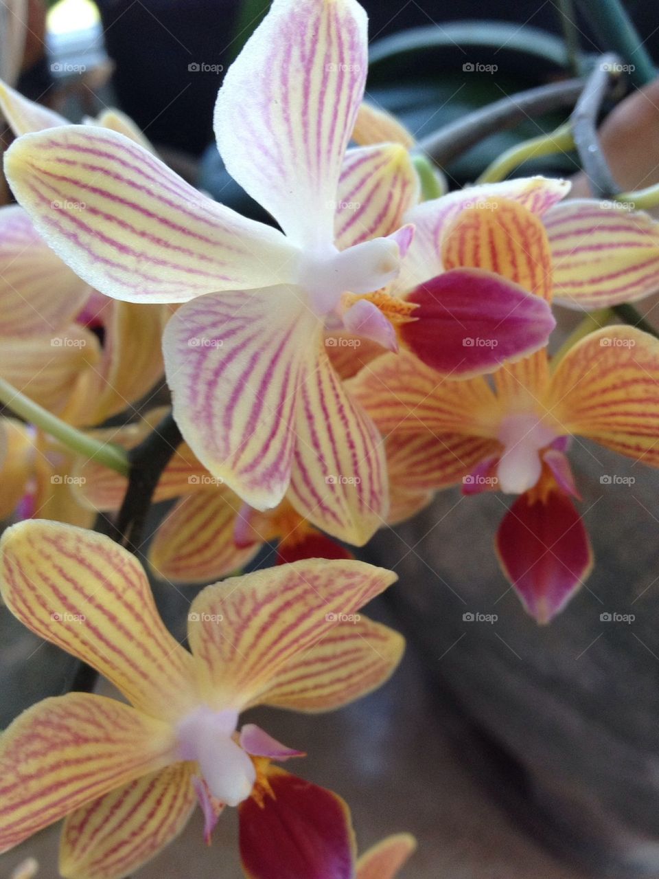 Rare Orchids