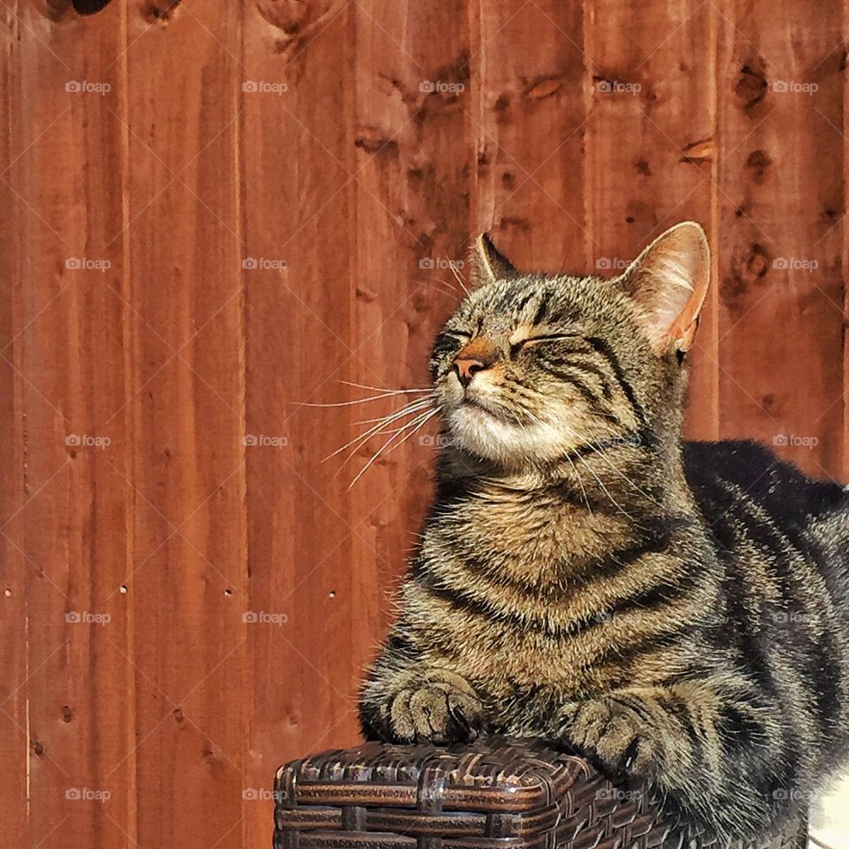 Front view of a cat sitting outdoors eyes closed