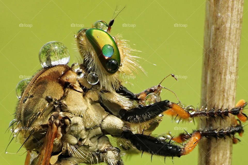 Blessing Robberfly