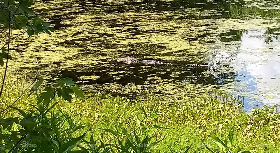 an American alligator swimming through a marsh