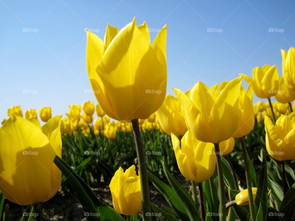 Yellow tulip field