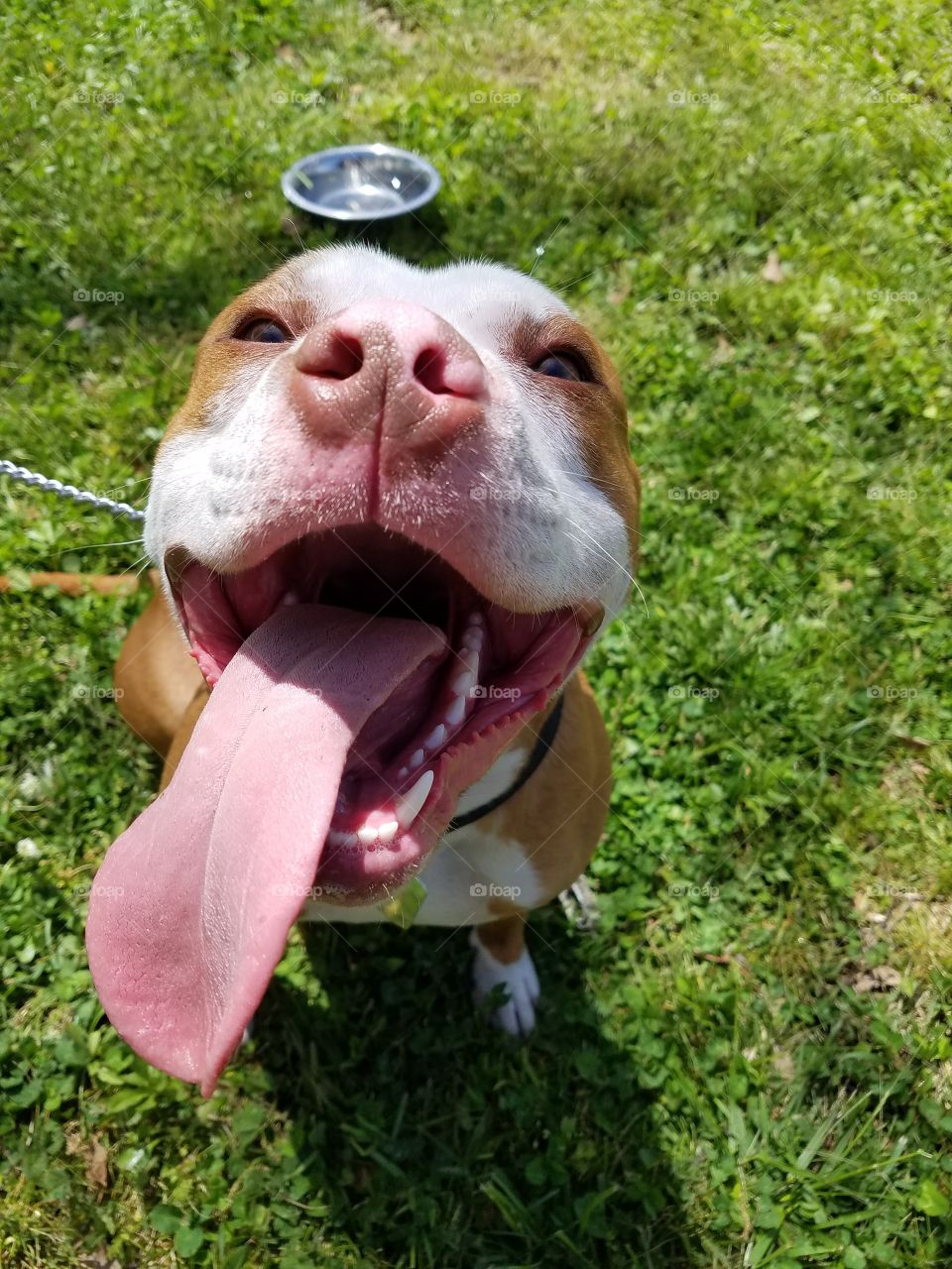 smiling pit bull