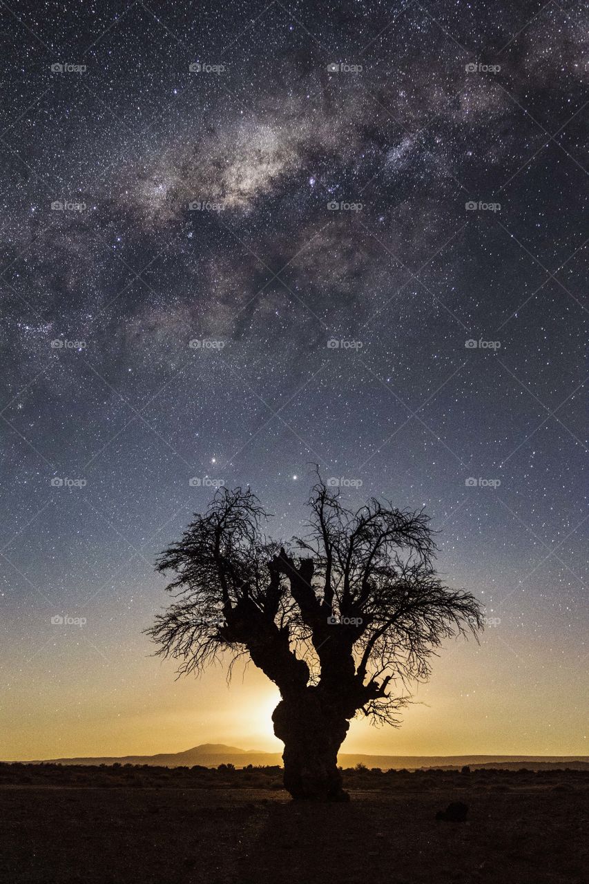 Silhouette of tree against milky way