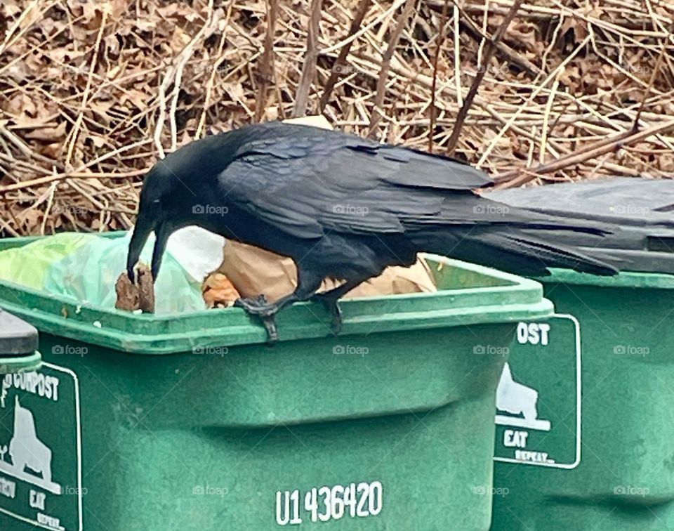 The raven triumphantly holds a piece of food in its beak, perched on the edge of the compost bin. Its sharp eyes gleam with success as it prepares to take off, having swiftly snatched its prize from the open bin.