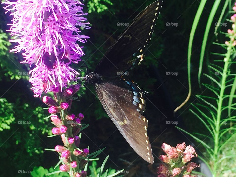 Friendly butterfly! 🦋