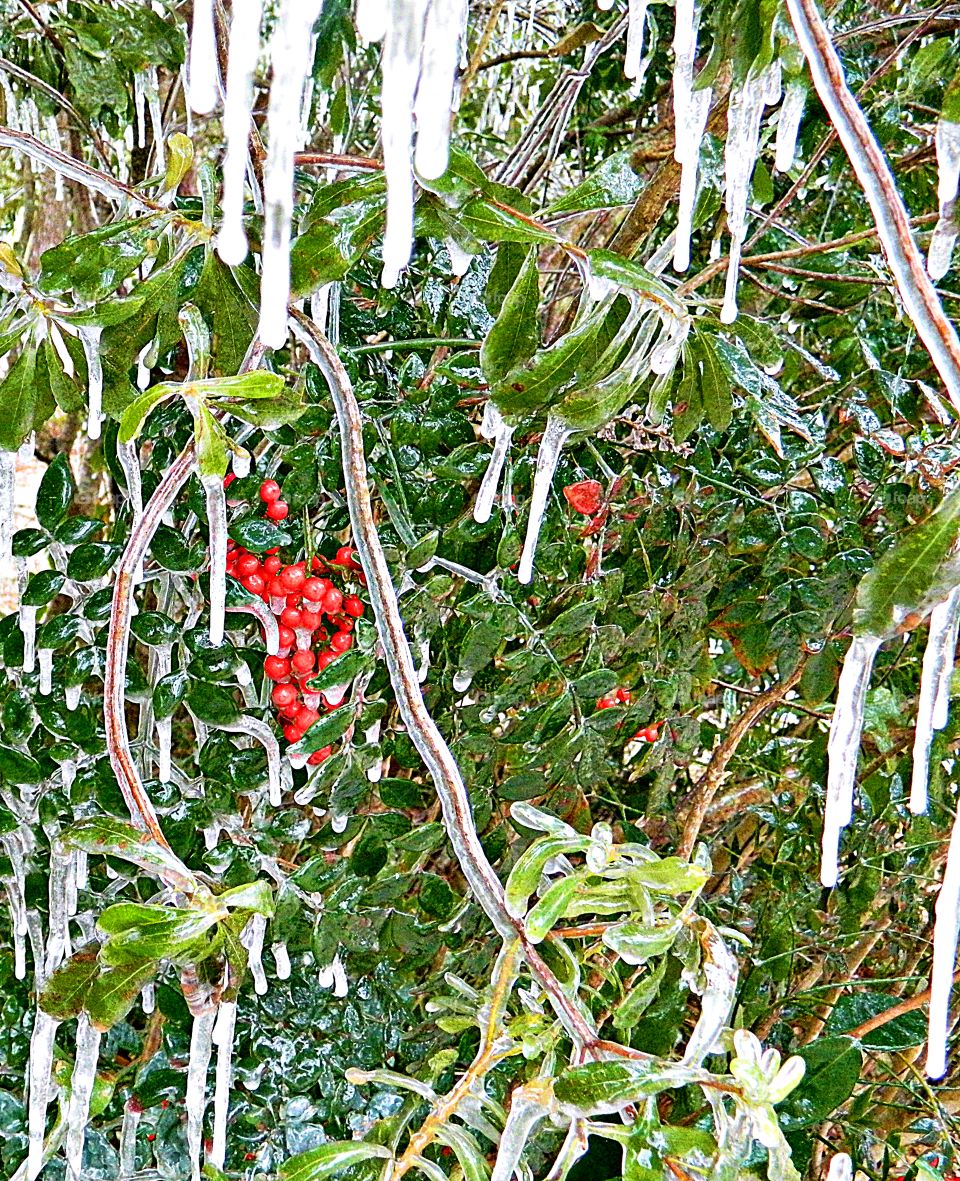 
Winter presents its own special challenges. When the land is covered with a coating of snow and ice outlines branches, the outdoors are transformed into a magical place. Less stuff going on, fewer birds, fewer trees with leaves, just less going on.