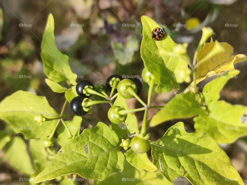 Ladybug and American Black Nightshade