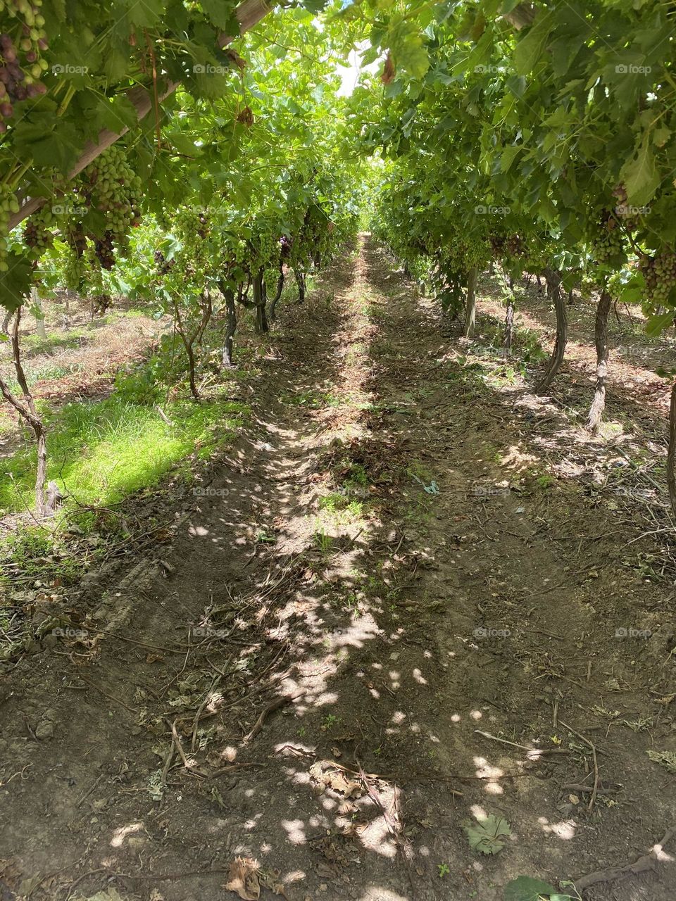 Pathway through grape vines