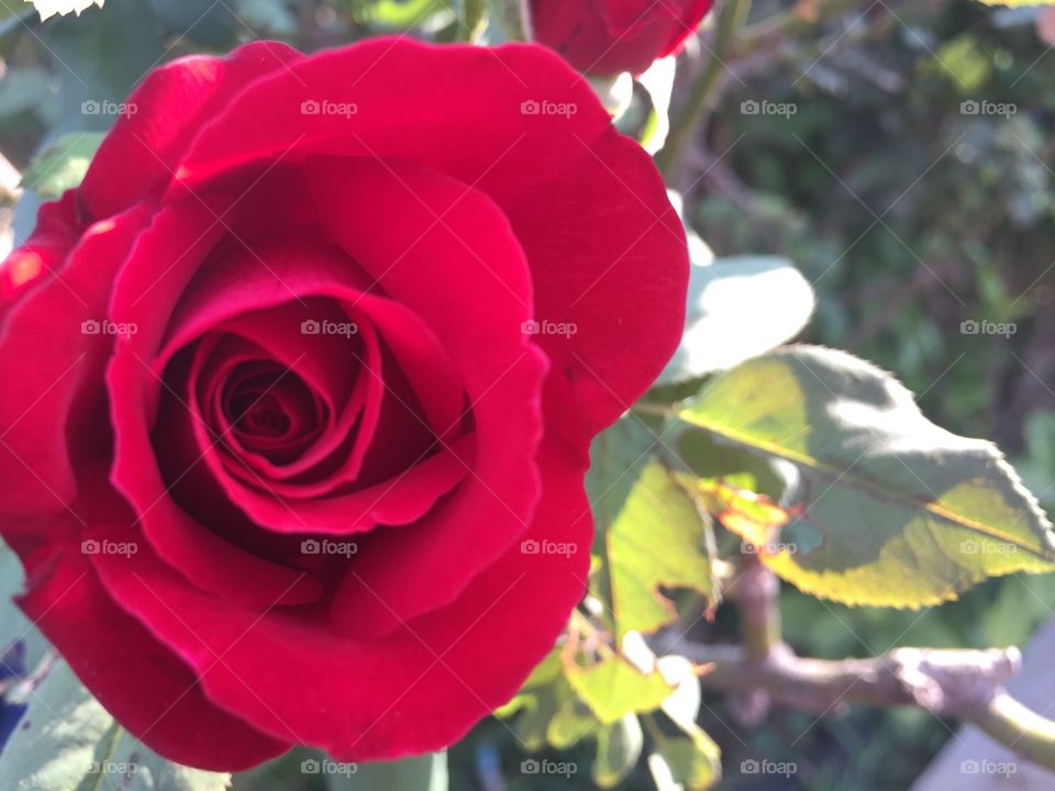 The red rose 