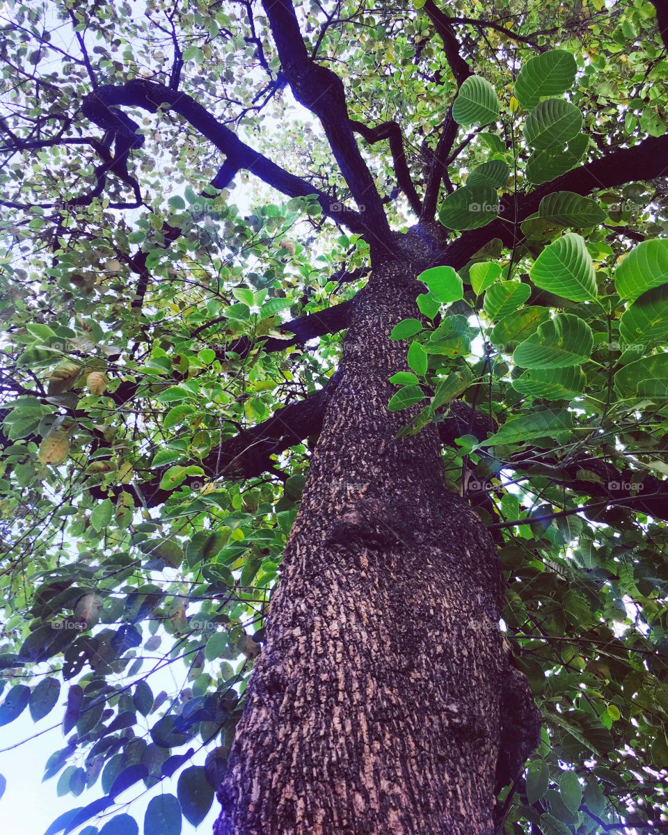 Tree ' photography 