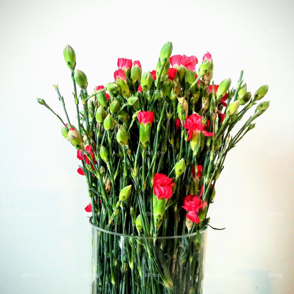 Bunch of red gillies in glass vase.
