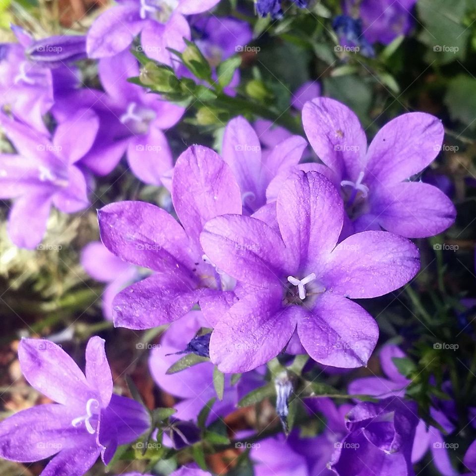 in purple