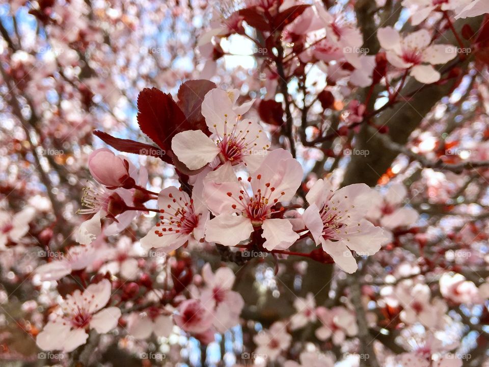 Spring Blooming 