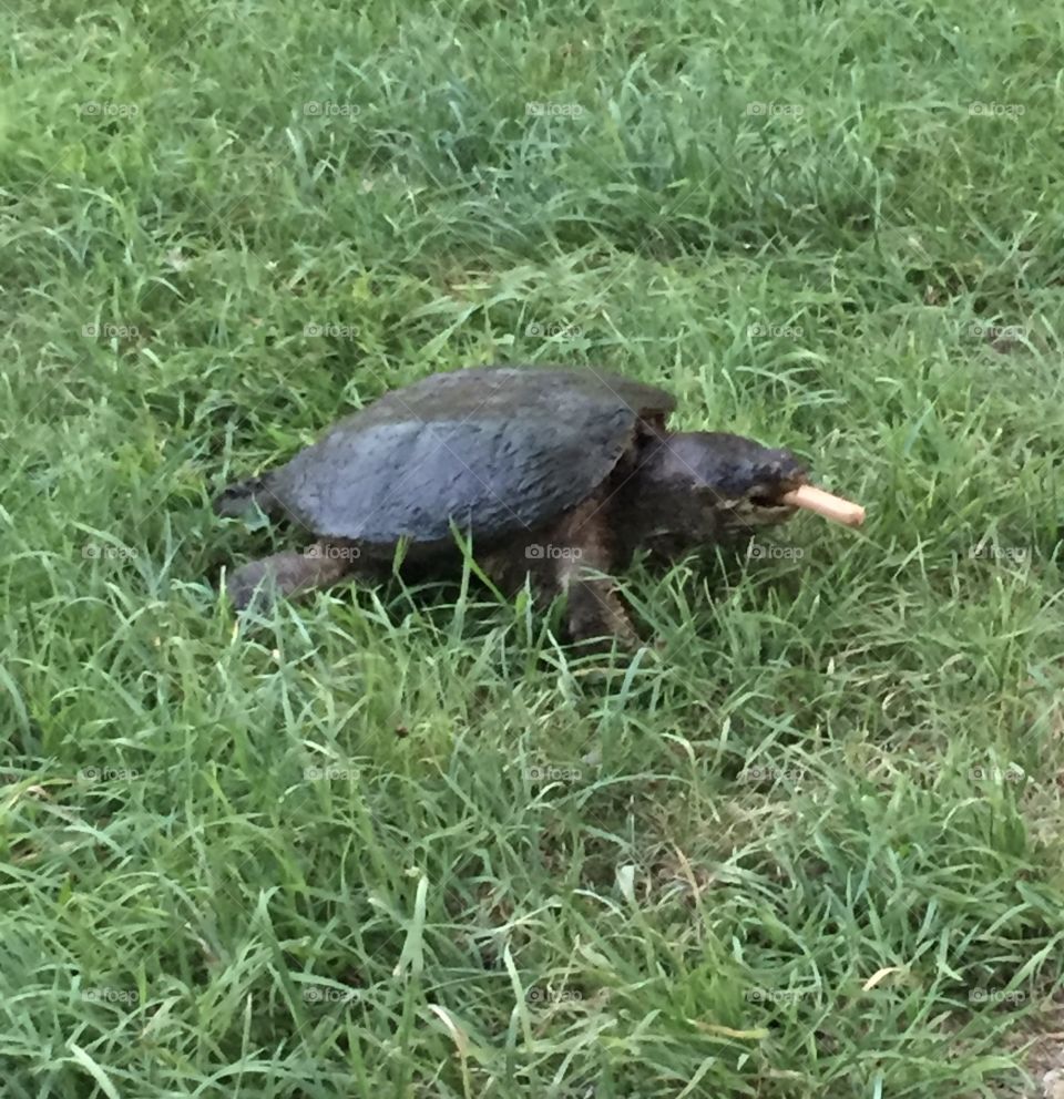 A Snapping Turtle Eating His Dinner!