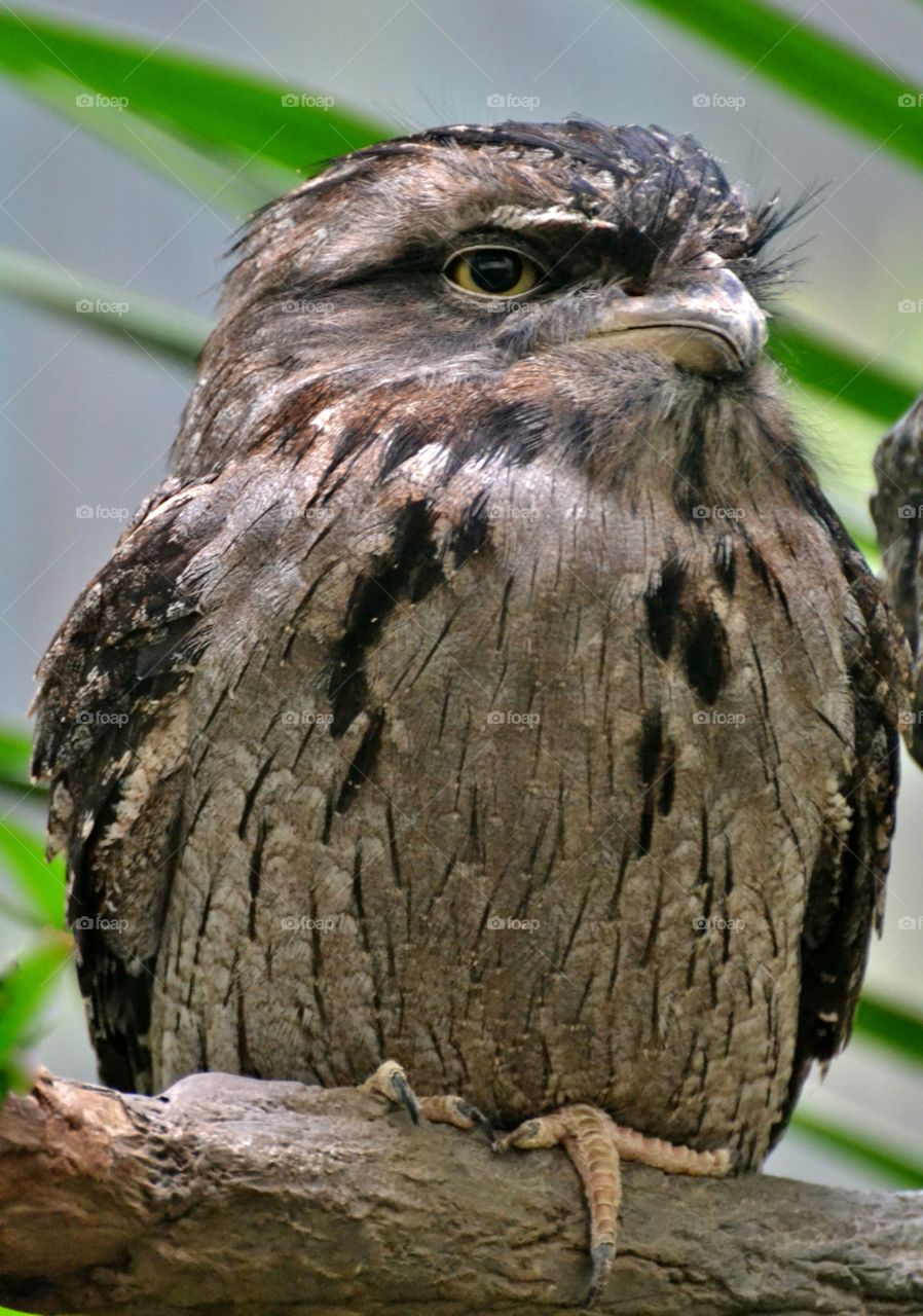 Tawny Frogmouth Bed