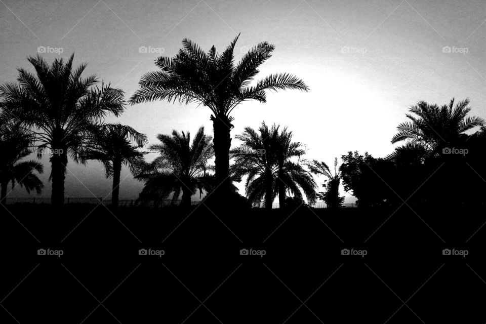 Palm Tree's black and white