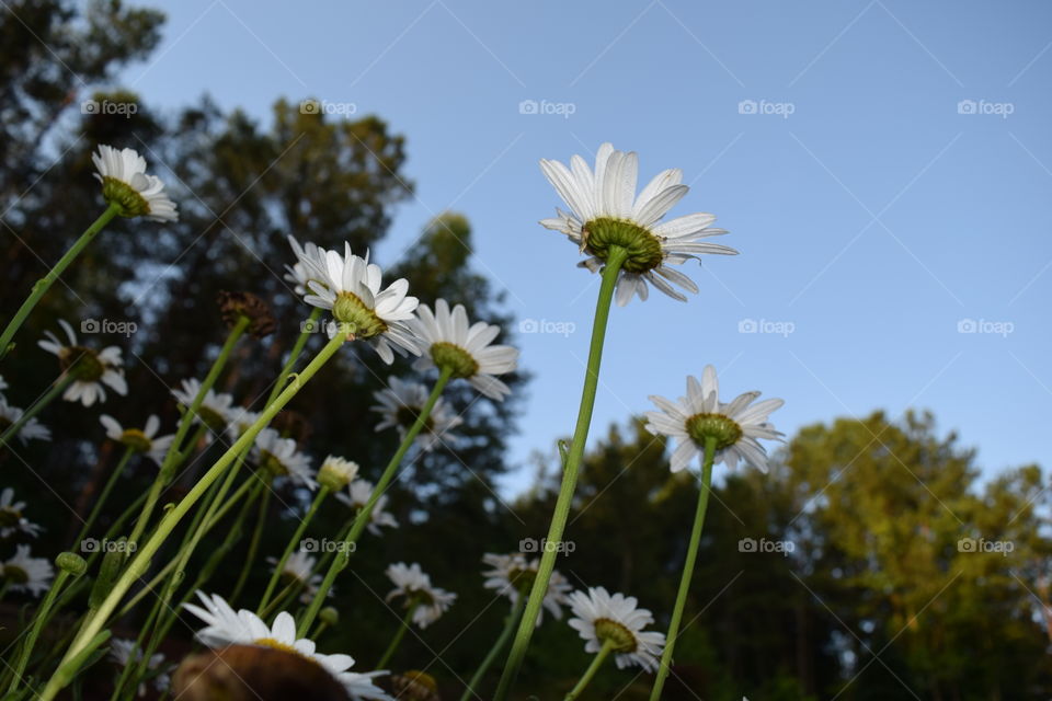 Low angle view of flowers