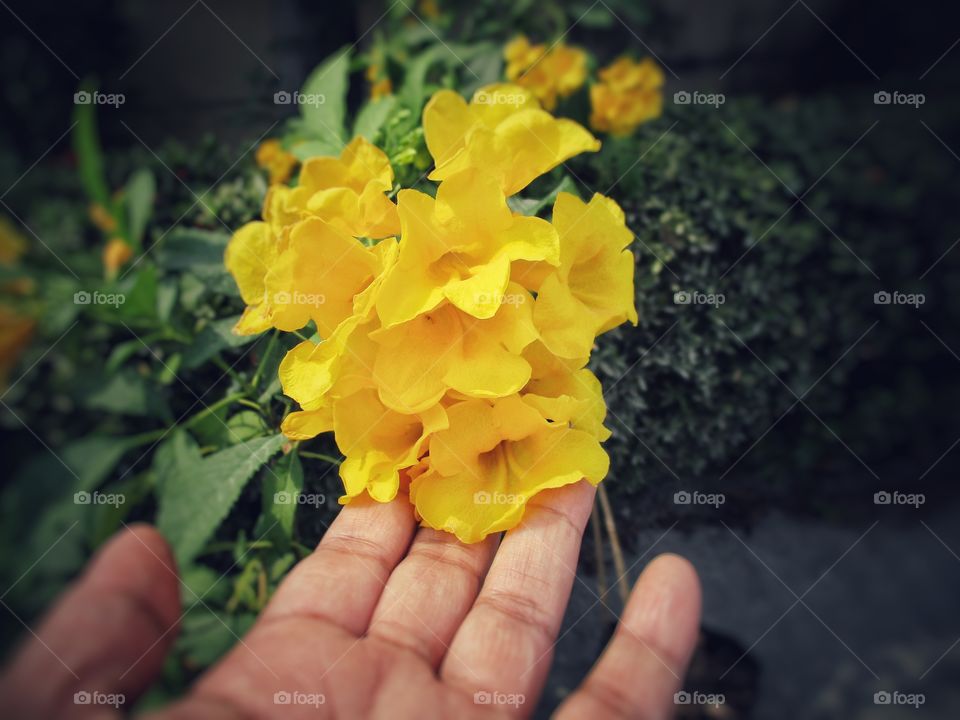 beautiful yellow flowers in hand