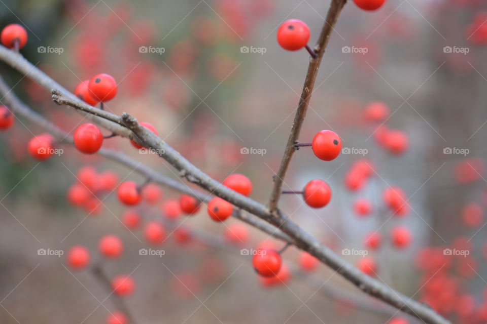 Ripe rowan berries on tree