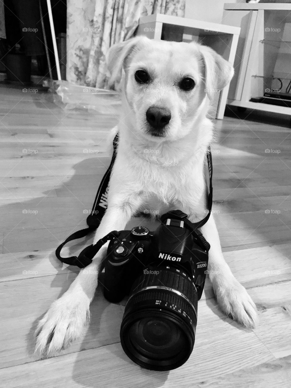 My dog is ready to take a picture
