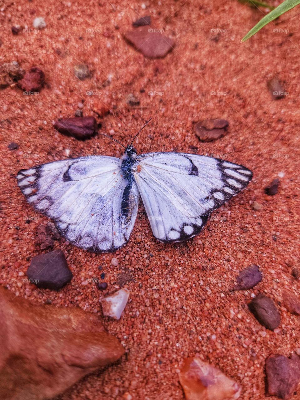 Dead white butterfly on the ground