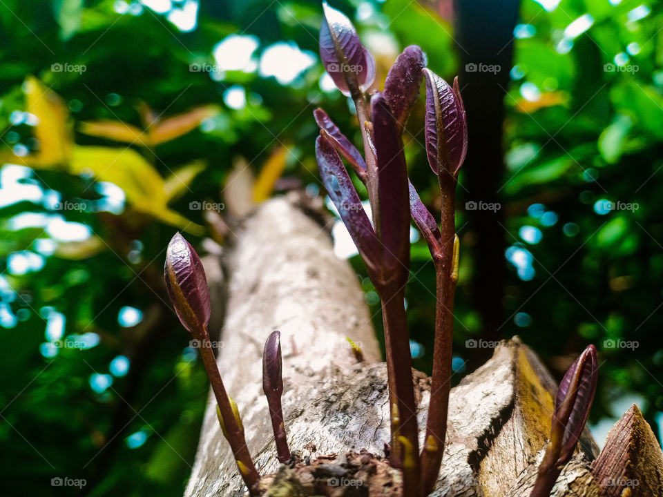 Trees around us
A strong tree stems from tiny shoots that keep growing between the cracks of the hard trunk which teaches that no matter how weak or small you are, life will continue with a passion for growth.