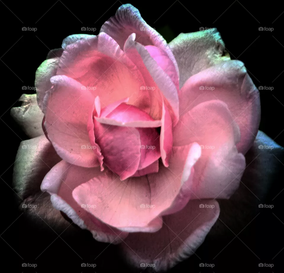 rose