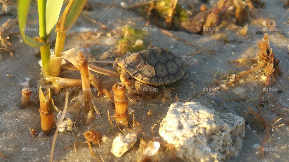 Macro Turtle