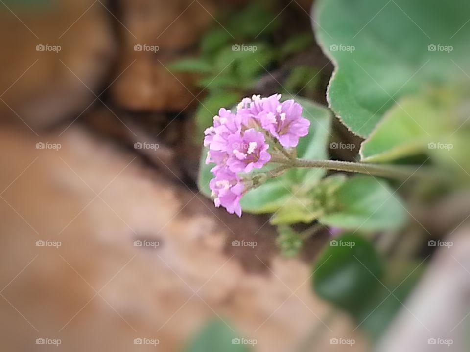 alone wild flower. alone