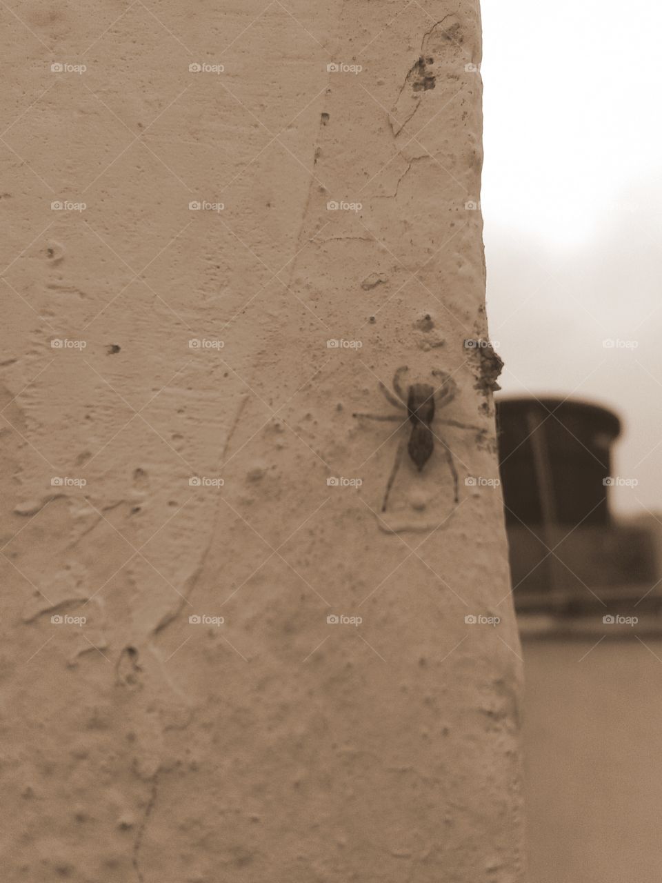 Spider