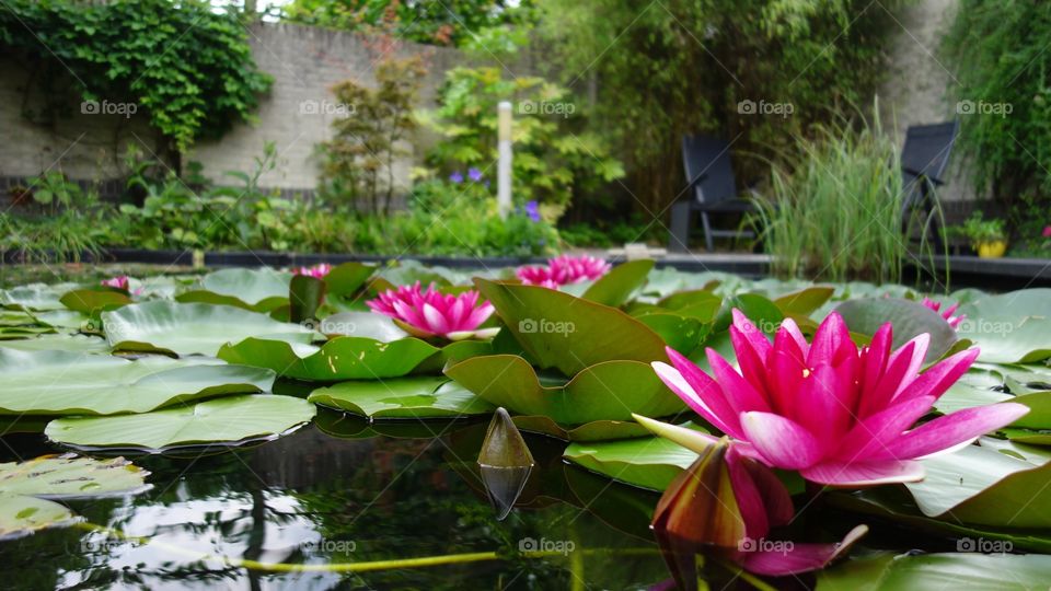 It is beautiful lotus