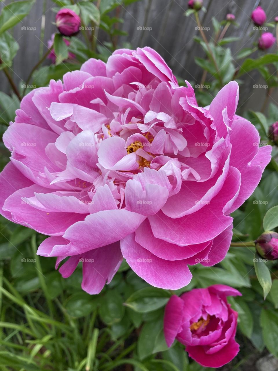Hot pink peony