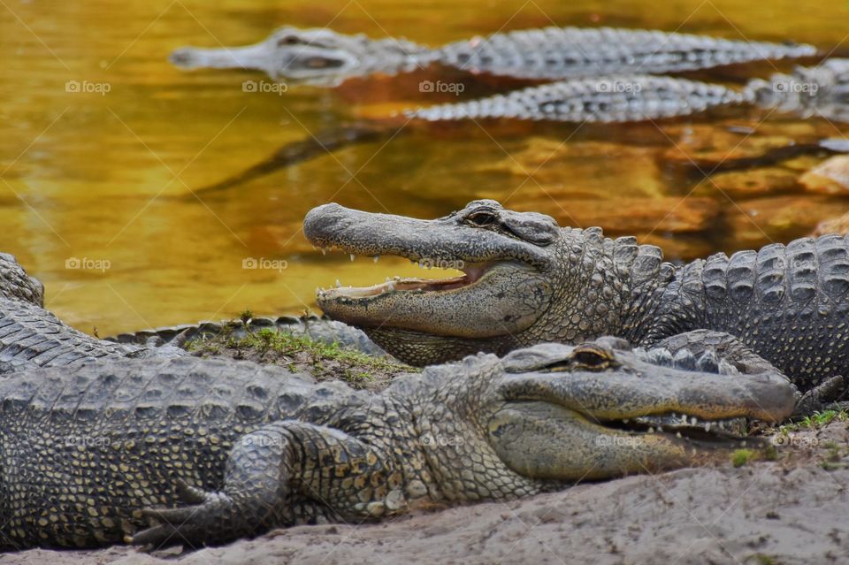 Crocodiles 