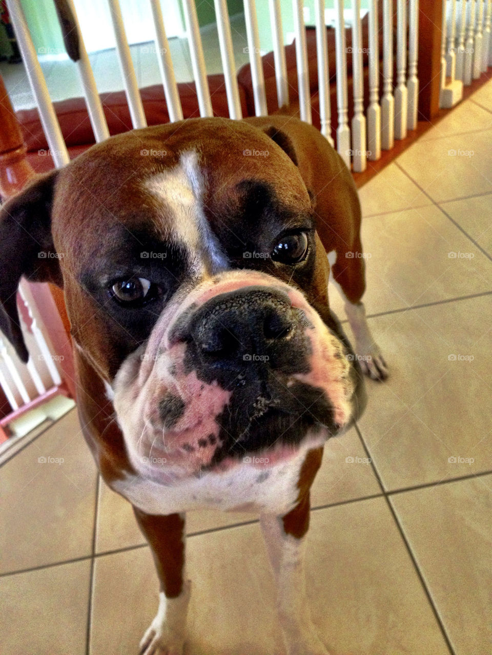 Boxer dog in a house