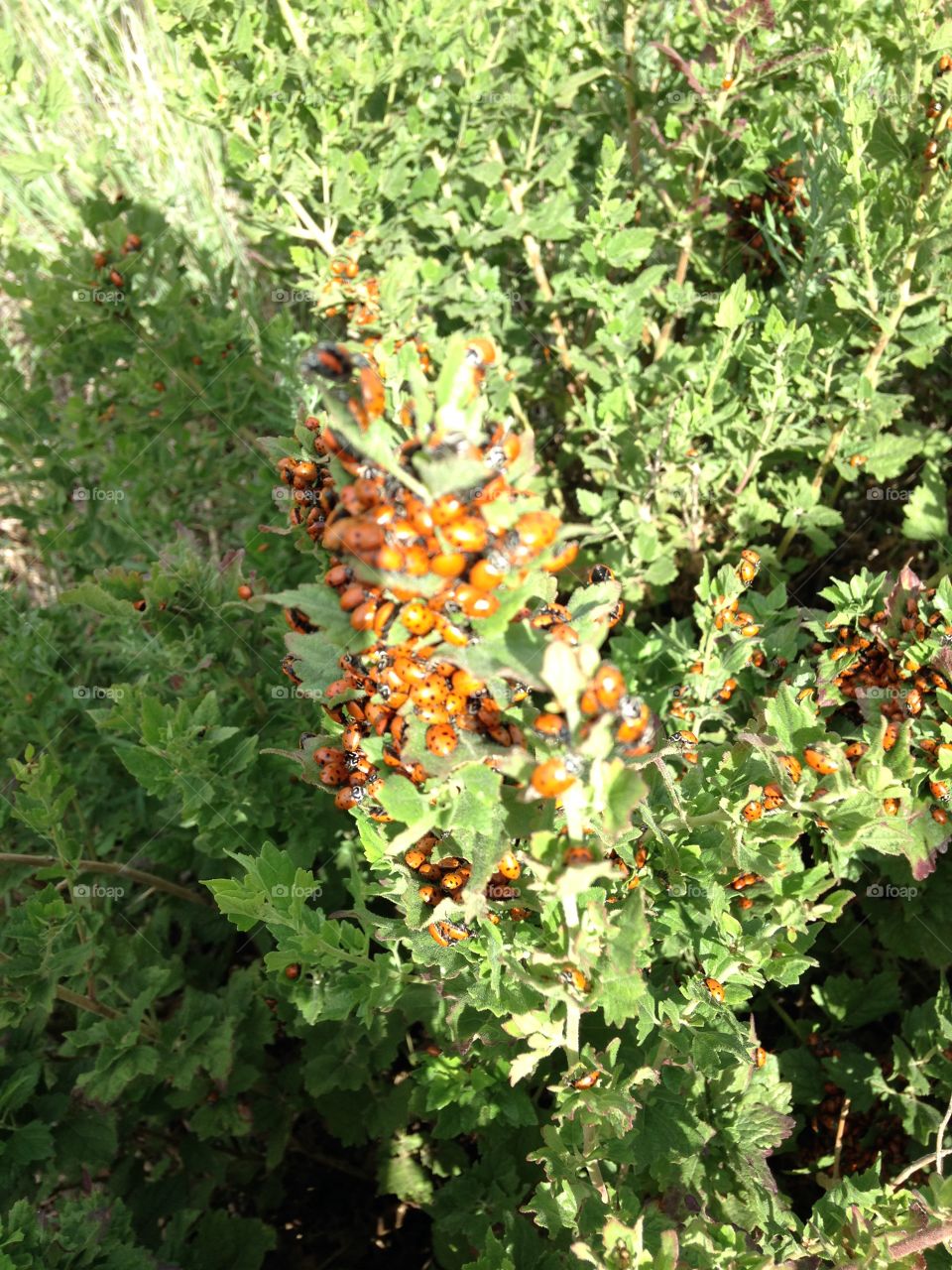 Ladybug swarm on Mt. Livermore