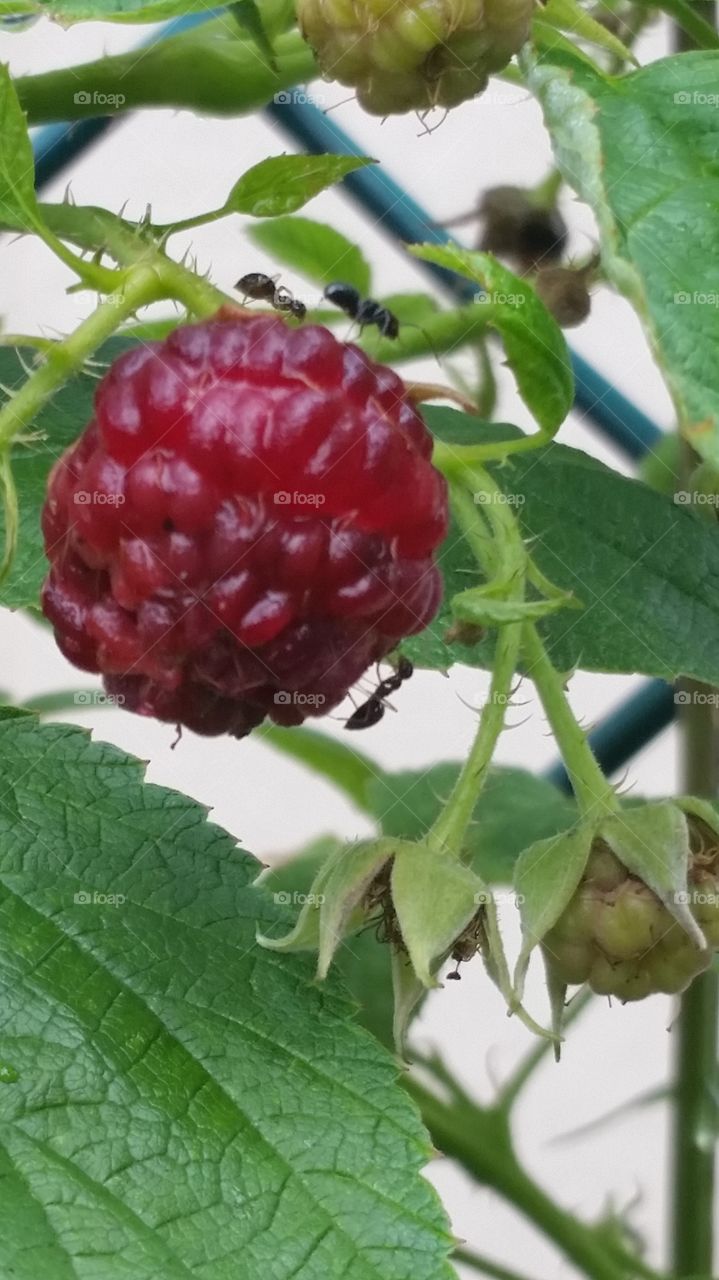 ants eating a fresh summer raspberry