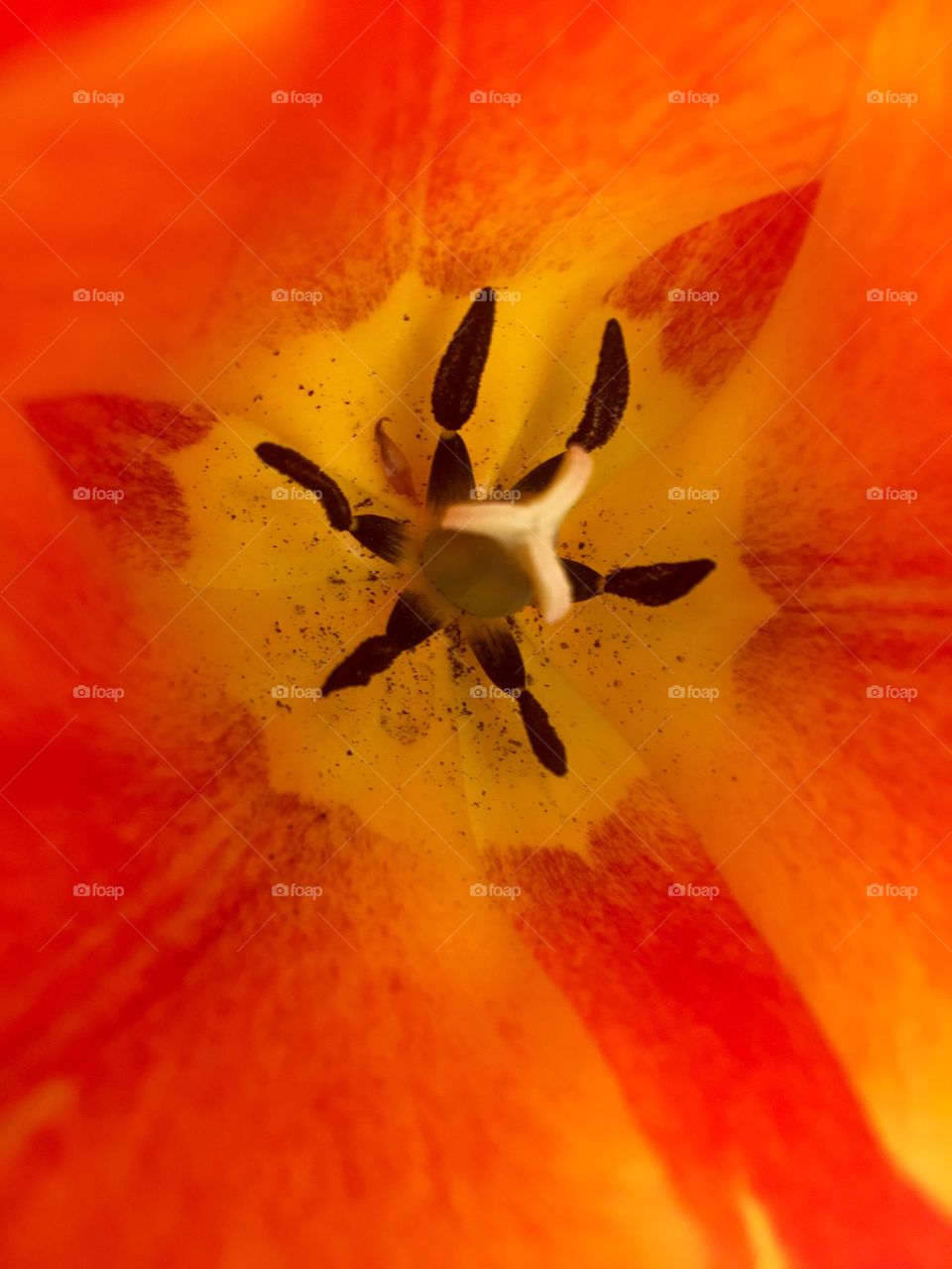 The Inside of a Tulip
